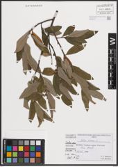Foto von Salix cinerea L.